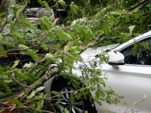 A tree that has fallen on a vehicle after a storm.